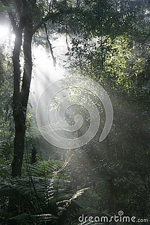 daybreak in tropical forest Stock Photo