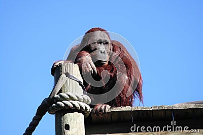 Daydreaming Orangutan Stock Photo