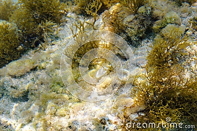 Daylight view to diverse algae on underwater sand Stock Photo