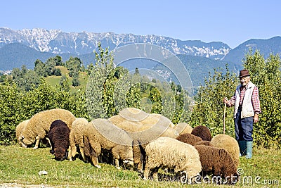 Daylight view to old Shepherd with gazing sheep Editorial Stock Photo