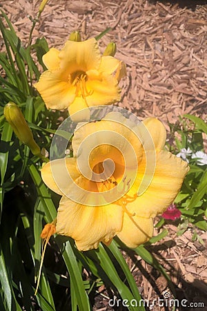 Daylilies Stock Photo