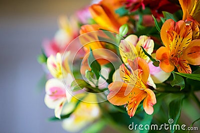 Daylily closeup on a background Stock Photo