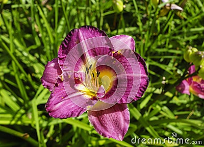 Daylily flower close-up. Stock Photo