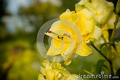 A daylily is a flowering plant in the genus Hemerocallis Gardening enthusiasts and professional horticulturalists have Stock Photo