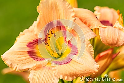 Daylily Stock Photo