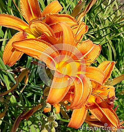 Daylily, orange garden flowers, ornamental plant. Garden flowers. Front garden, flower bed. Flowers in the park. Stock Photo