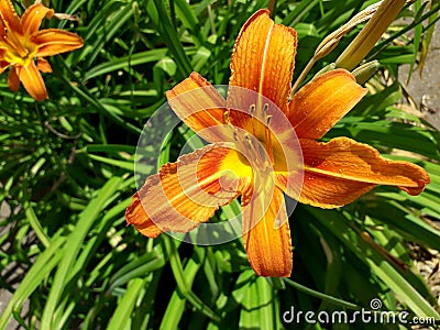 Daylily, orange garden flowers, ornamental plant. Garden flowers. Front garden, flower bed. Flowers in the park. Stock Photo