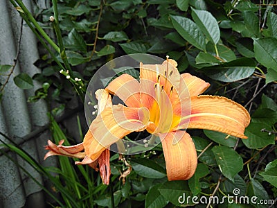 Daylily orange like a sun4 Stock Photo