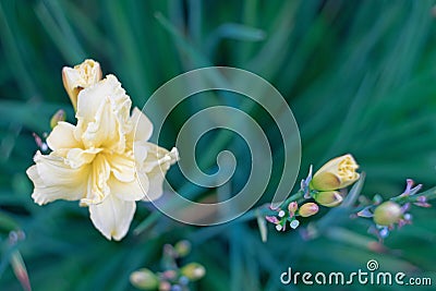 Daylily in restrained milky tones Stock Photo