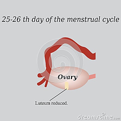 25-26 days of the menstrual cycle - reducing the Vector Illustration