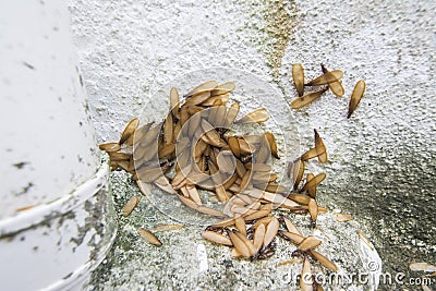 Many Alates termite winged insect on the floor. Stock Photo