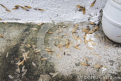 Many Alates termite winged insect on the floor. Stock Photo