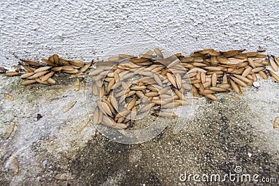 Many Alates termite winged insect on the floor. Stock Photo