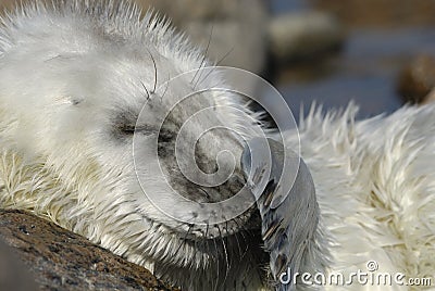 Daytime sleep of a young ringed seals. Stock Photo