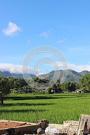 daytime view of the rice fields Stock Photo