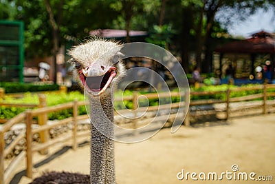 Zoo ostrich head close scene Stock Photo