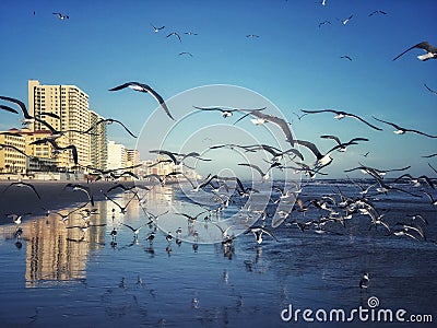 Flock of seagulls on the beach with hbuildimgs Stock Photo