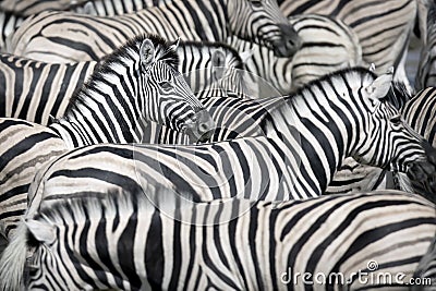 Dazzle of Zebra. Stock Photo