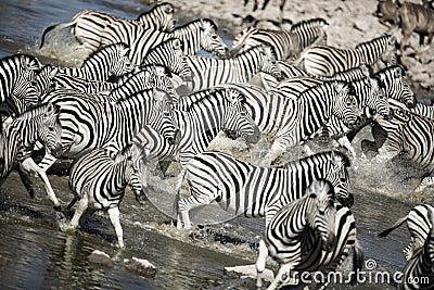 A dazzle of zebra Stock Photo