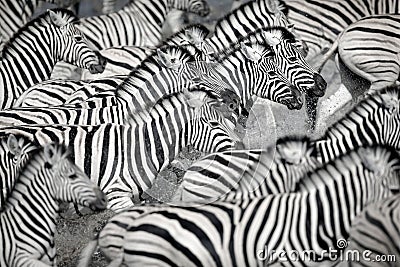 A dazzle of zebra Stock Photo