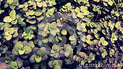 A dazzling array of green leaf flowers Stock Photo