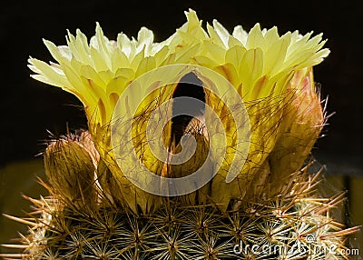 Backlit Profile of Two Bright Yellow Parodia erubescens Ball Cactus Flowers Stock Photo