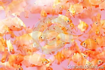 The dazzling tropical fishes Stock Photo