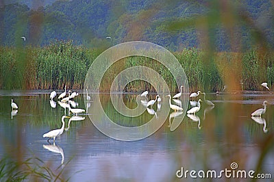 Stunning white great egrets in lagoon Stock Photo