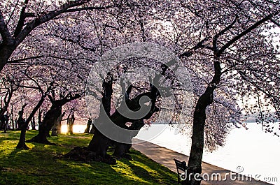 DC cherry blossoms Stock Photo