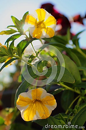 De belles petites fleurs jaune et blanche Stock Photo
