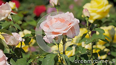 De bloemen van tuin namen is bloeiend in zonnige dag op groene struik in botanische boomgaard toe stock footage De bloemen van tuin namen is bloeiend in zonnige dag op groene struik in botanische boomgaard toe stock footage