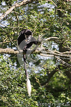 De Brazza monkey eating in treetops Cercopithectus neglectus Stock Photo