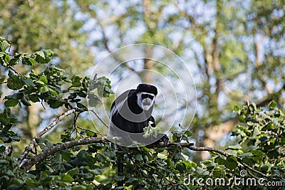 De Brazza monkey eating in treetops Cercopithectus neglectus Stock Photo