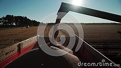 De gedetailleerde mening van een regelmatige die stroom van korrelstarwe door wordt geconcentreerd combineert uitbreidingswapen i stock video De gedetailleerde mening van een regelmatige die stroom van korrelstarwe door wordt geconcentreerd combineert uitbreidingswapen i stock video