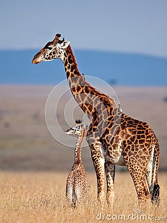 De Giraf Van Het Mamma En Haar Baby In Savanne Stock Foto 