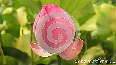 De knop van Lotus De knop van Lotus