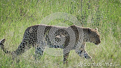 De luipaard neemt en verbergt gebogen achter lang gras van het wild Afrikaanse savanne heimelijk De luipaard neemt en verbergt gebogen achter lang gras van het wild Afrikaanse savanne heimelijk