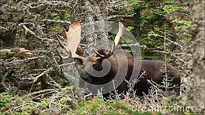 De stierenamerikaanse elanden sluiten omhoog Portret die zich in Forest Clearing bevinden stock footage De stierenamerikaanse elanden sluiten omhoog Portret die zich in Forest Clearing bevinden stock footage