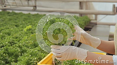 De vrouw zette container met slasalade het groeien in grond, overdrachten aan geel dozenlicht stock footage De vrouw zette container met slasalade het groeien in grond, overdrachten aan geel dozenlicht stock footage