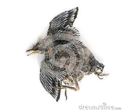 Dead baby Swallow in state of decomposition, Hirundinidae, isola Stock Photo