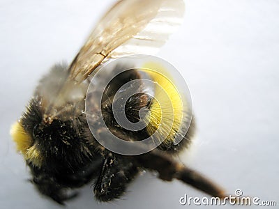 Dead bee close-up. The dead bumblebee Stock Photo