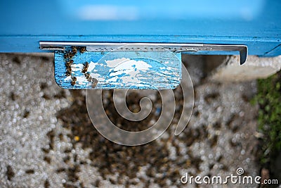 Dead bees hive on the cover after the winter. Dead insects. Dead honey bees - poisoned by pesticides and GMOs. Selective focus Stock Photo