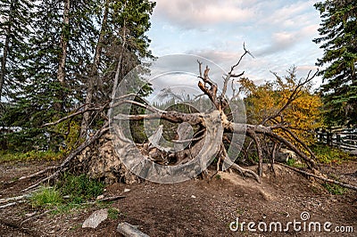 Dead big tree with dry root damage from storm uproot Stock Photo