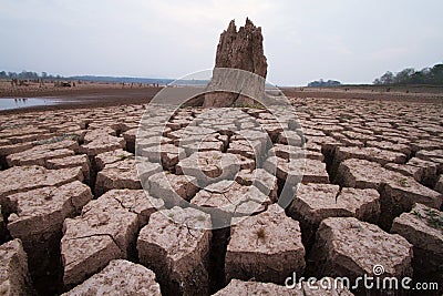 Dead Big tree Stock Photo