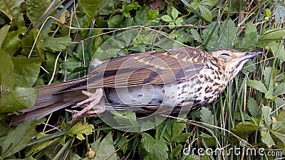 Dead bird on the ground Stock Photo