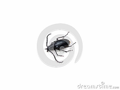 dead black beetle isolated on white background Stock Photo
