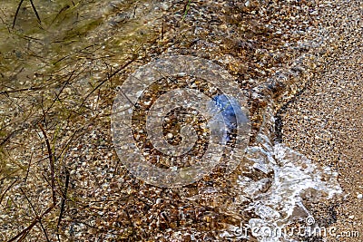 Dead blue jellyfish washed ashore by the wave. The mucous body of the poisonous Rhizostoma pulmo on the Black Sea coast in Stock Photo