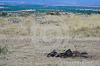 A dead body of wild animal Stock Photo