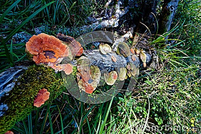 A dead branch in the dense forest near Nature's Valley, South Africa, overgrown with mushrooms Stock Photo