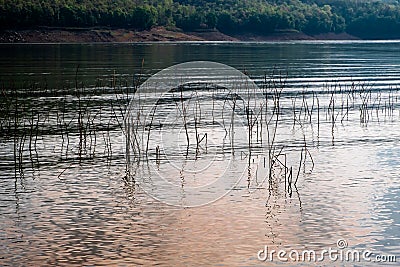 Dead branches of black mimosa immerse in the lake with reflection of orange sunlight and green tree forest on the background. Stock Photo